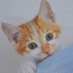 Meet your Posher, Stanley